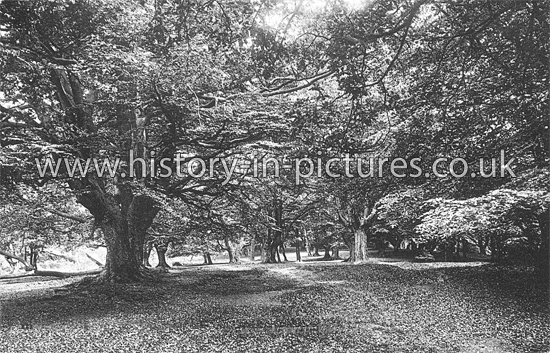 View in Epping Forest, Epping Forest, Essex. c.1915